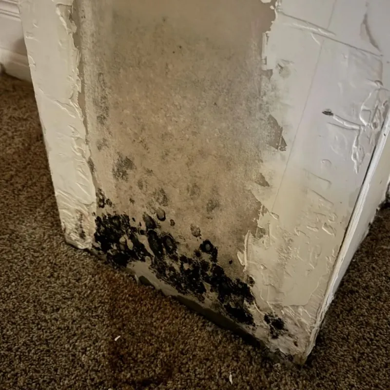 Professional Mold Removal in Parsons, TN